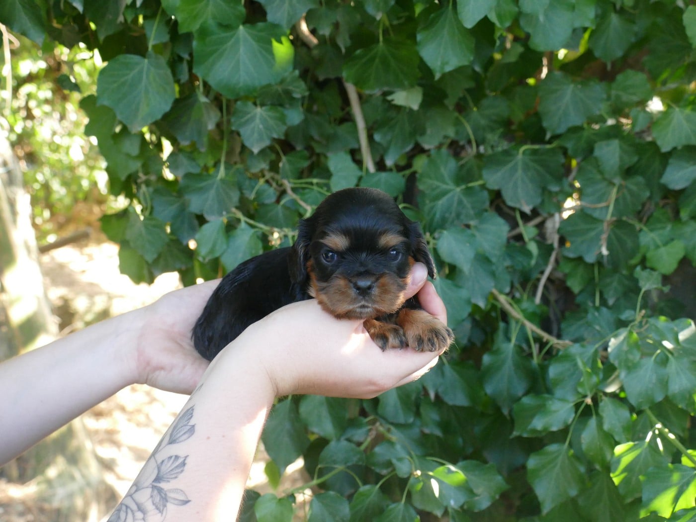 Chiot N°1