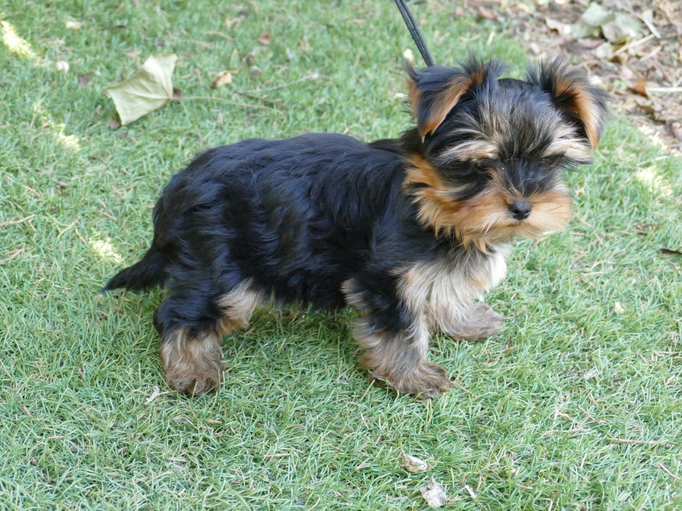 Chiot N°1