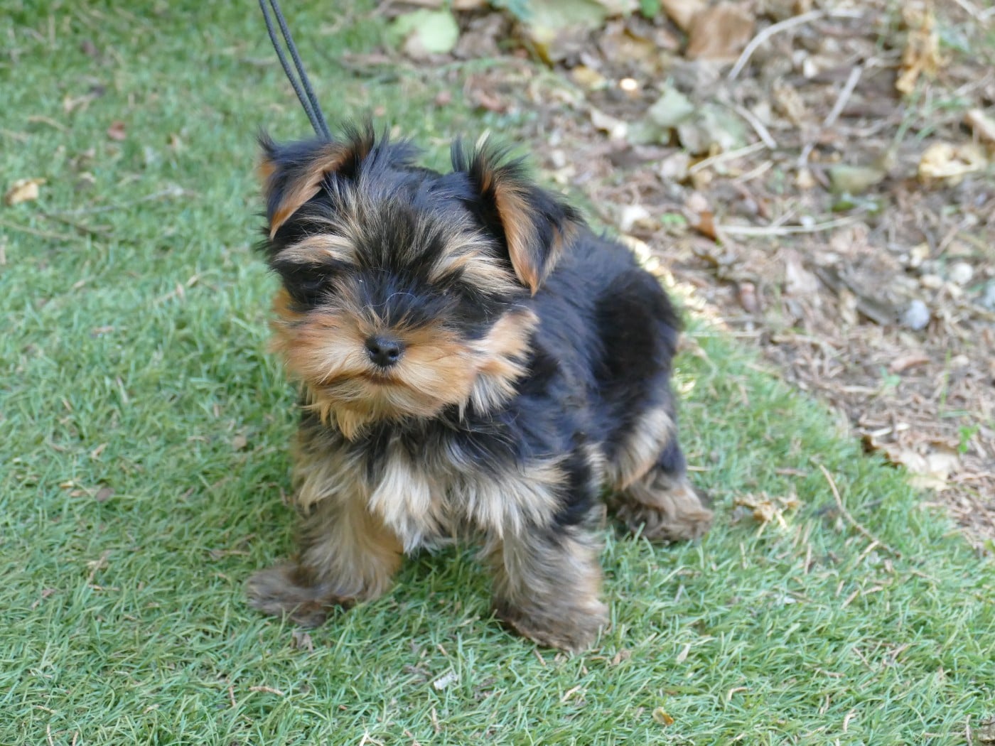 Chiot N°1