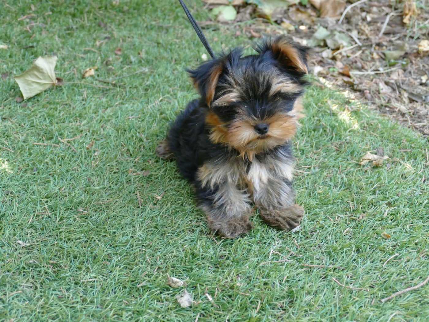 Chiot N°1
