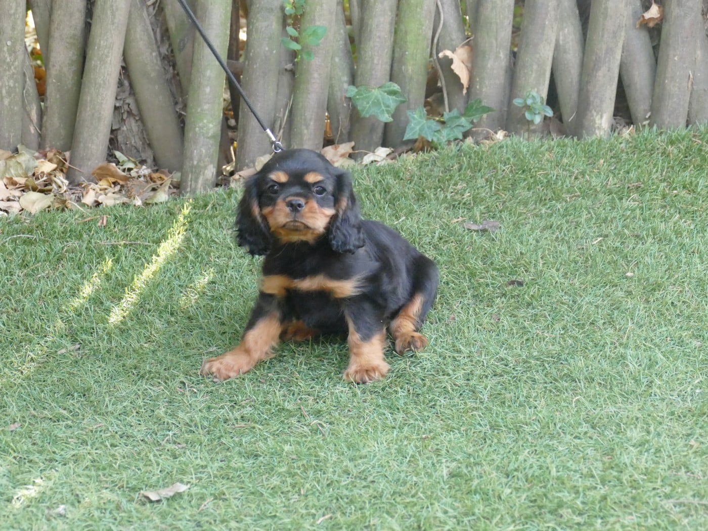 Chiot N°1