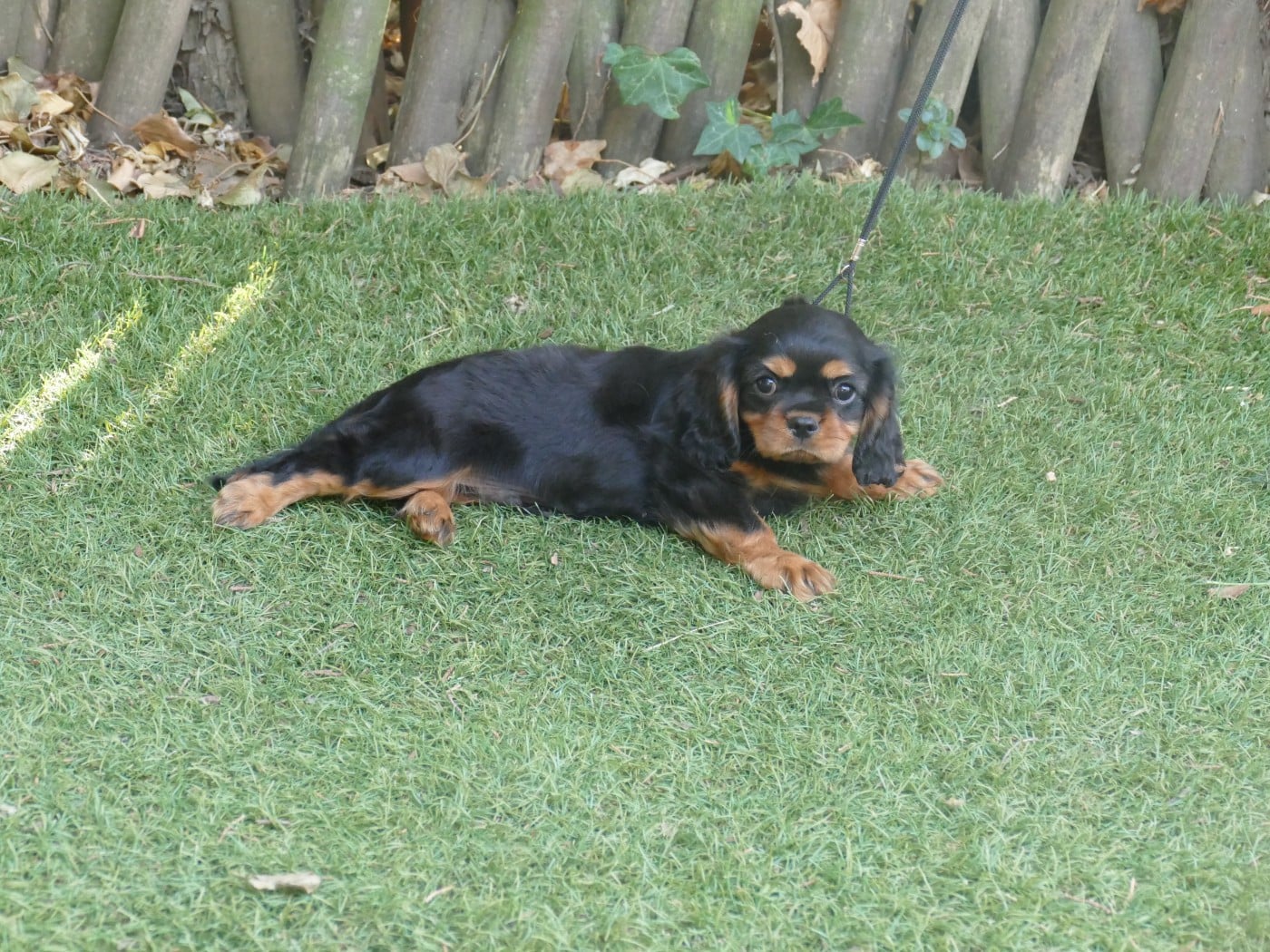 Chiot N°1