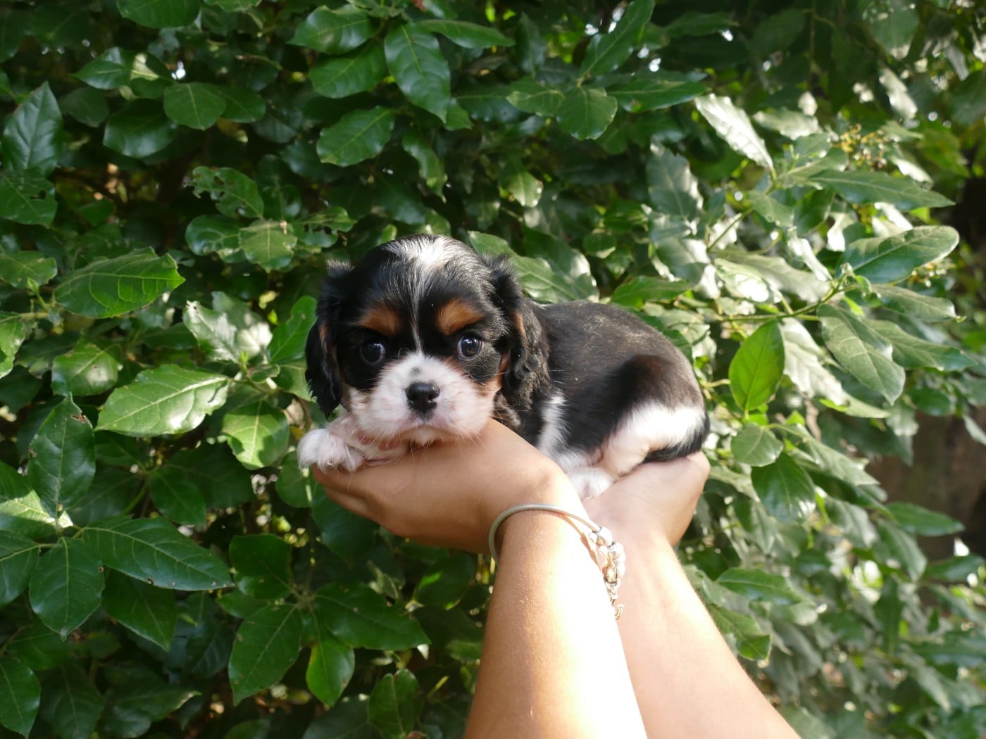 Chiot N°2