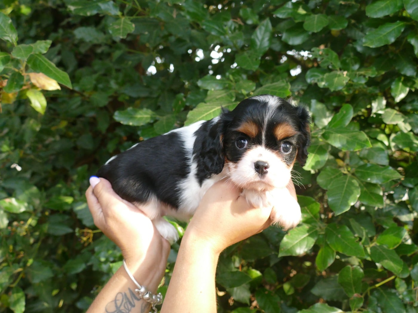 Chiot N°2