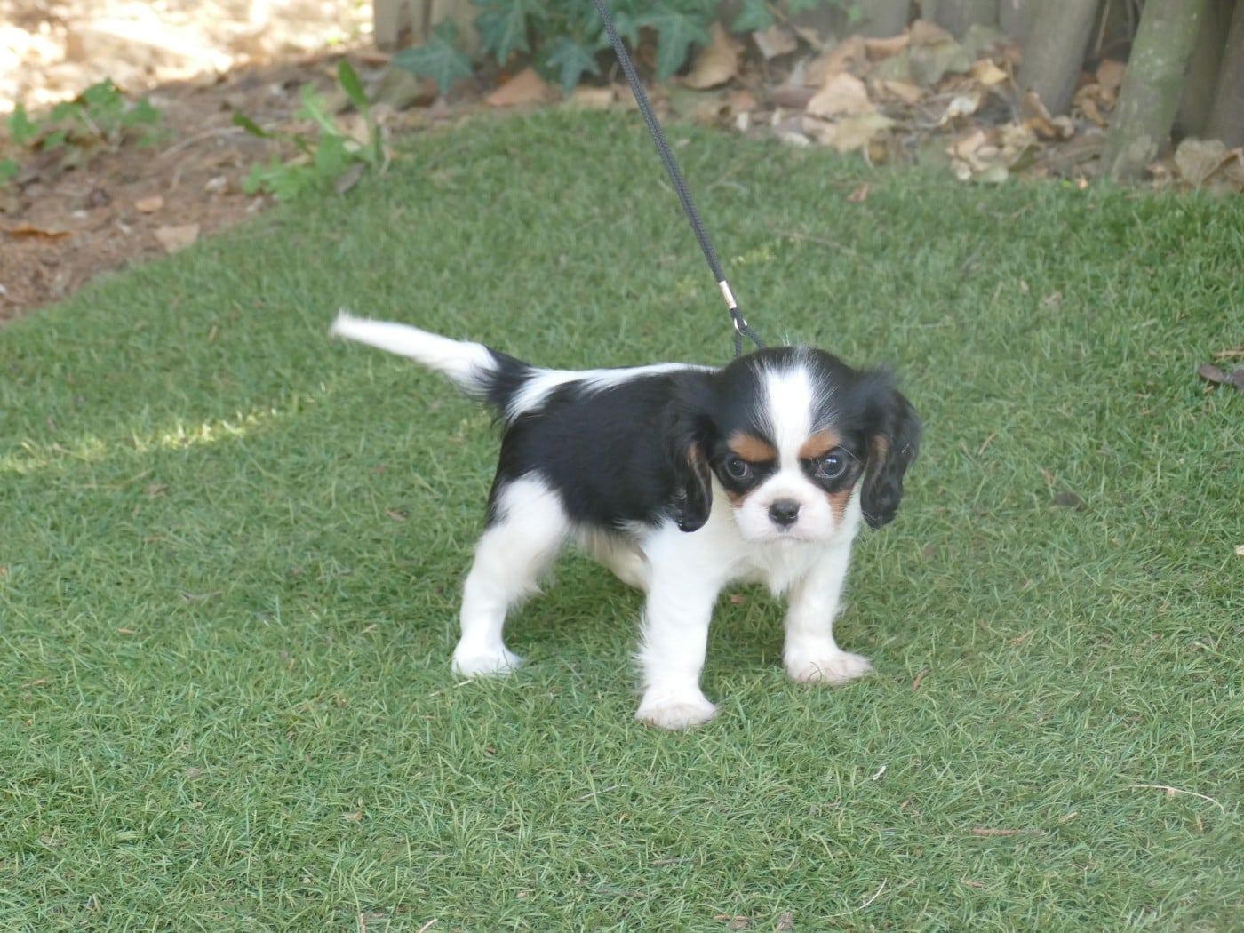 Chiot N°1