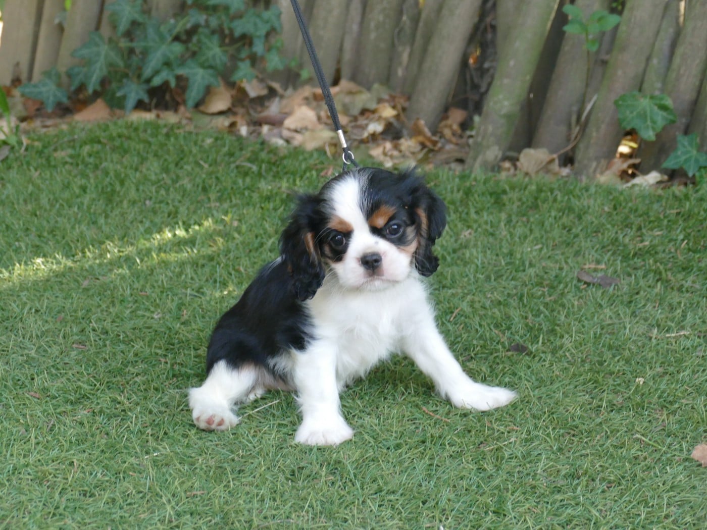 Chiot N°2