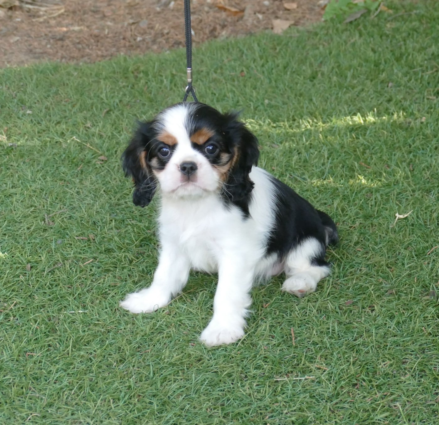 Chiot N°2