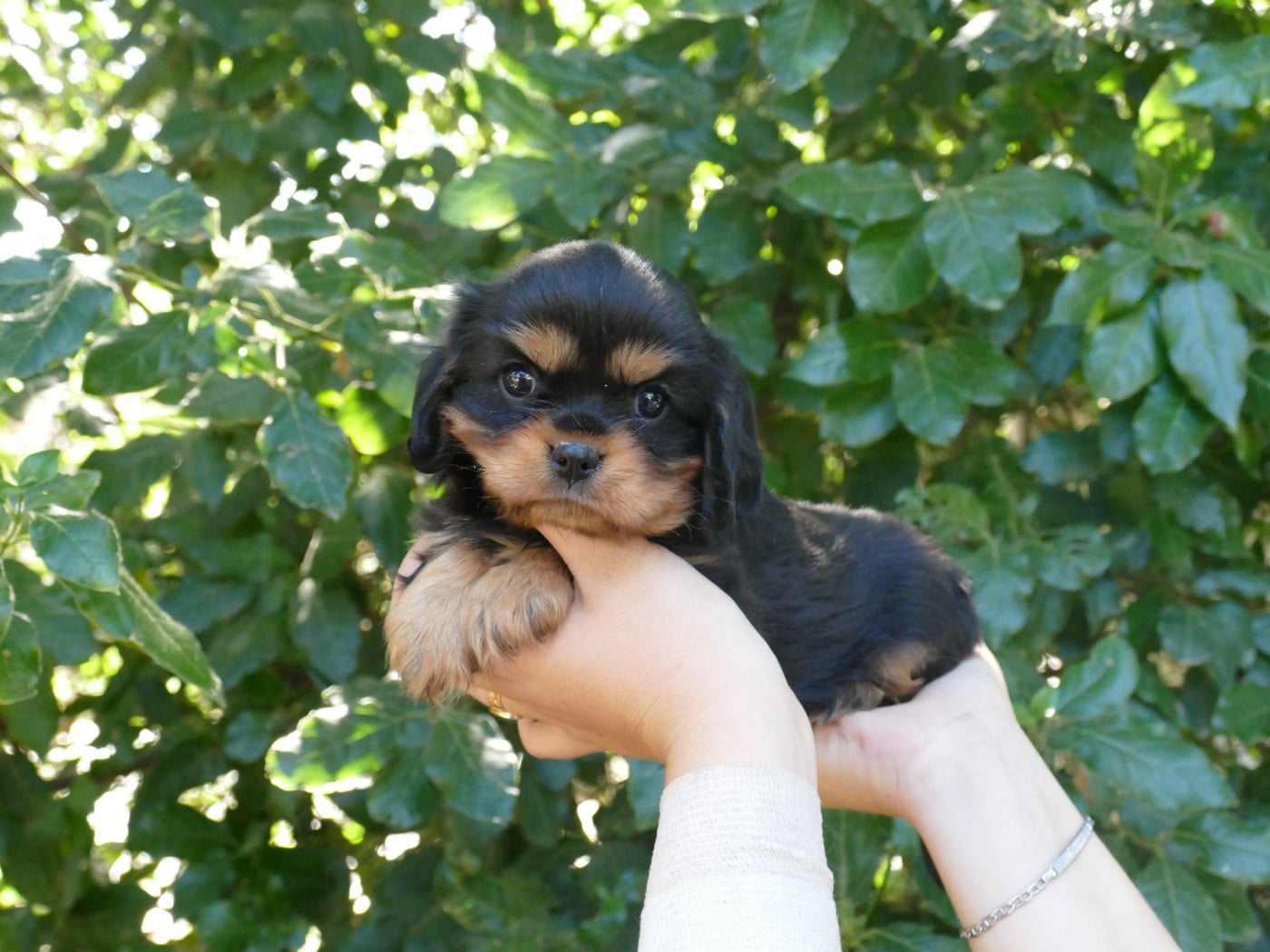 Chiot N°1