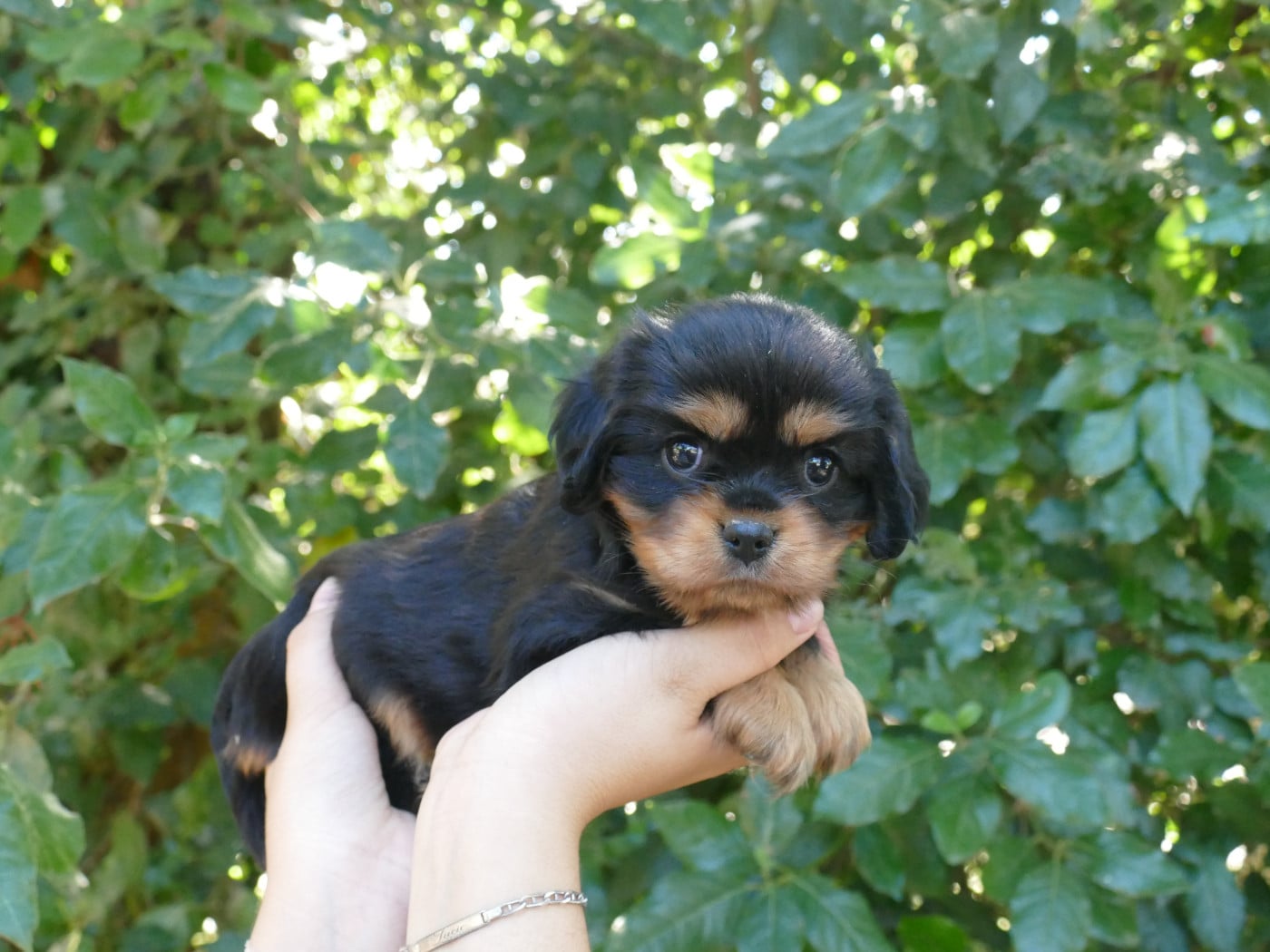 Chiot N°1