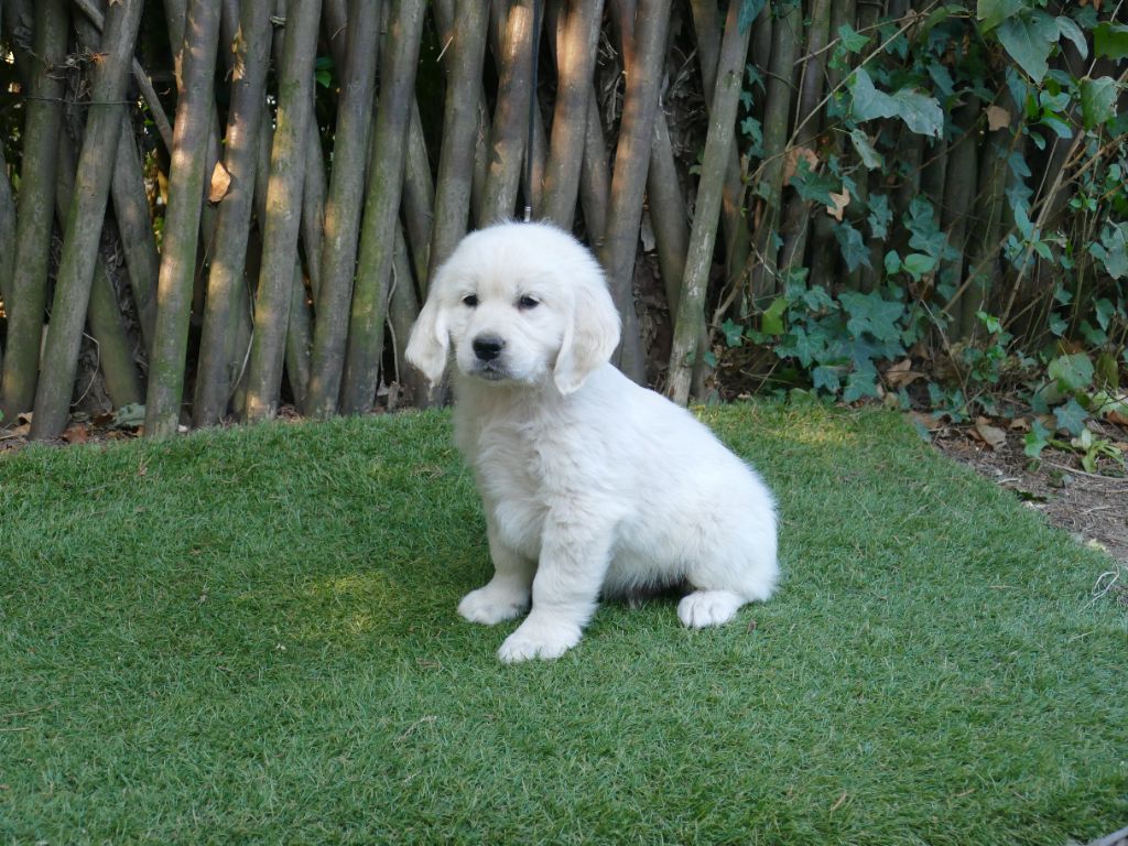 CHIOT MALE SANS COLLIER