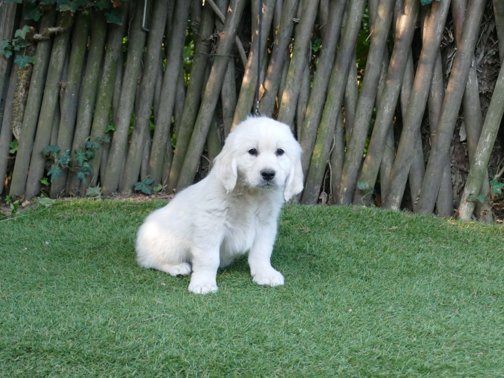 CHIOT MALE SANS COLLIER