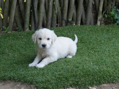 Les chiots de Golden Retriever