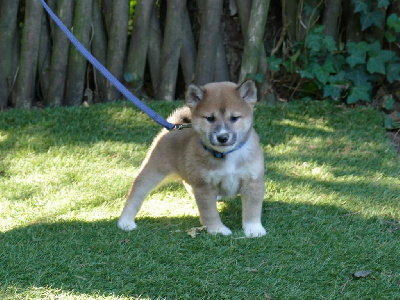 Les chiots de Shiba