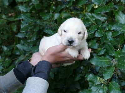 Les chiots de Golden Retriever