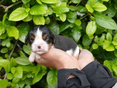 Les chiots de Cavalier King Charles Spaniel