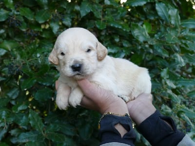 Les chiots de Golden Retriever