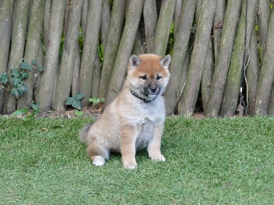 Les chiots de Shiba