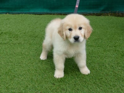 Les chiots de Golden Retriever