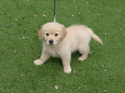 Les chiots de Golden Retriever