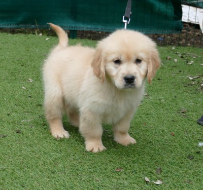 Les chiots de Golden Retriever