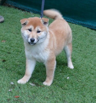 Les chiots de Shiba