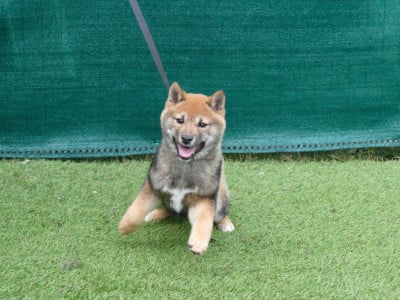 Les chiots de Shiba