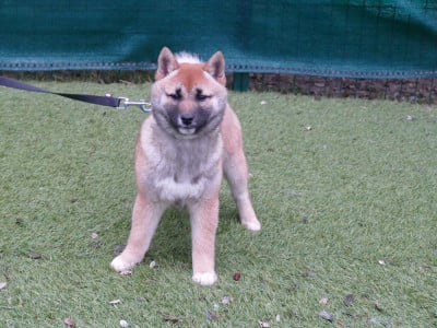 Les chiots de Shiba