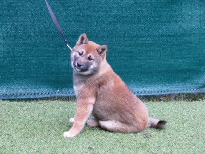 Les chiots de Shiba
