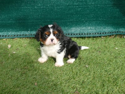 Les chiots de Cavalier King Charles Spaniel