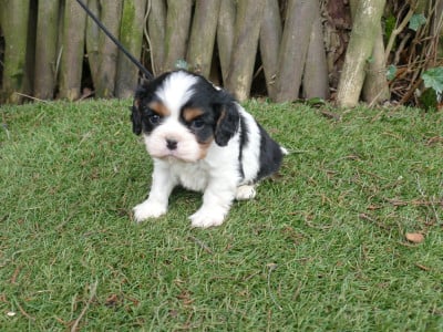 Les chiots de Cavalier King Charles Spaniel
