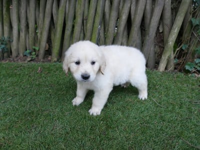 Les chiots de Golden Retriever