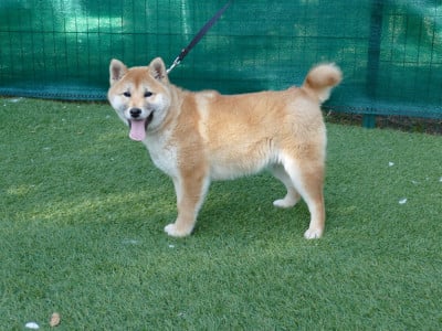 Les chiots de Shiba