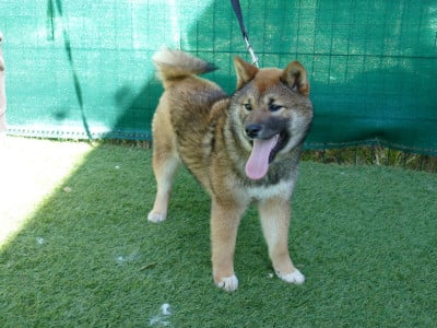 Les chiots de Shiba