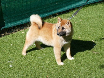Les chiots de Shiba