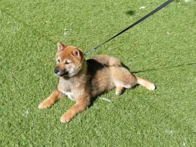 Les chiots de Shiba