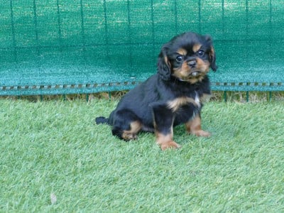 Les chiots de Cavalier King Charles Spaniel