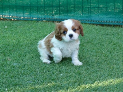 Les chiots de Cavalier King Charles Spaniel