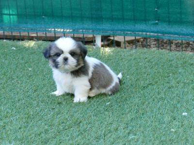 Les chiots de Shih Tzu