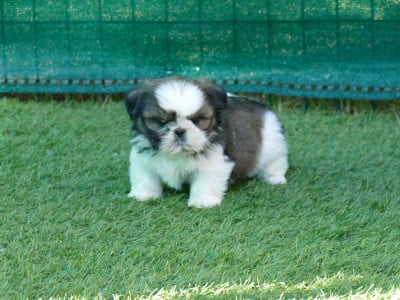 Les chiots de Shih Tzu