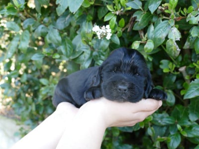 Les chiots de Cocker Spaniel Anglais