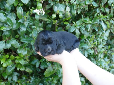 Les chiots de Cocker Spaniel Anglais