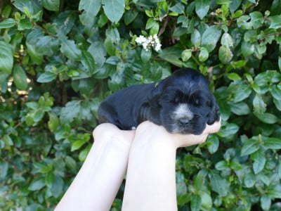 Les chiots de Cocker Spaniel Anglais