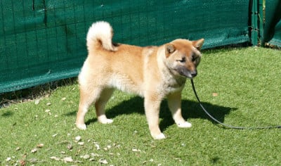 CHIOT FEMELLE COLLIER ROSE - Shiba