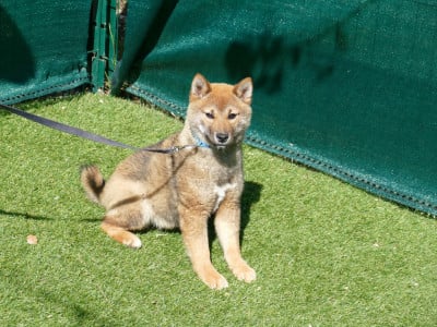 CHIOT MALE - Shiba