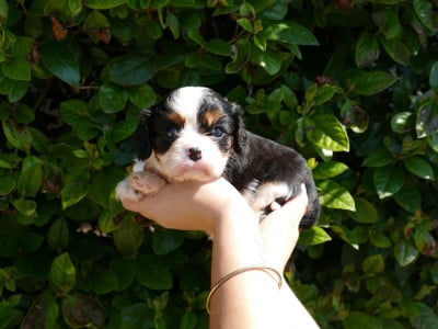 Les chiots de Cavalier King Charles Spaniel
