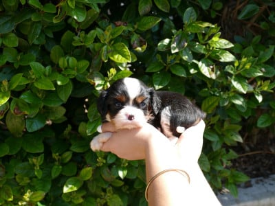 Les chiots de Cavalier King Charles Spaniel