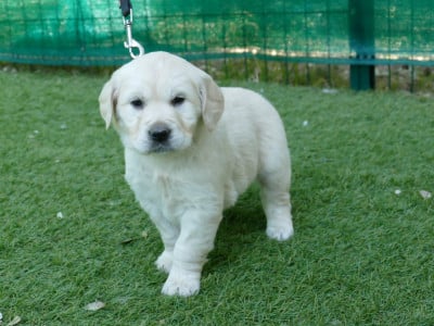 Les chiots de Golden Retriever