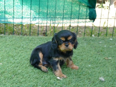 Les chiots de Cavalier King Charles Spaniel
