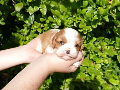 Les chiots de Cavalier King Charles Spaniel