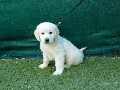 Les chiots de Golden Retriever